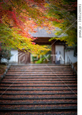 安楽寺の秋、数寄屋造りの山門を背景に、色づき始めのカラフルな紅葉と風に散る落ち葉 108128091