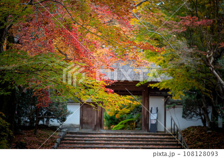 安楽寺の秋、数寄屋造りの山門を背景に、色づき始めのカラフルな紅葉と風に散る落ち葉 108128093
