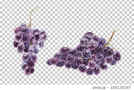 Bunches of dark grapes. Watercolor hand drawn botanical illustration. Ingredient in wine, vinegar, juice, cosmetics. Clip art for menus of restaurants, cafes, packaging of farm goods, vegan products 108128197