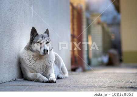 Portrait of a dog breed West Siberian Laika sitting outdoors in a yard. Portrait of a dog breed West Siberian Laika sitting outdoors in a yard. 108129053