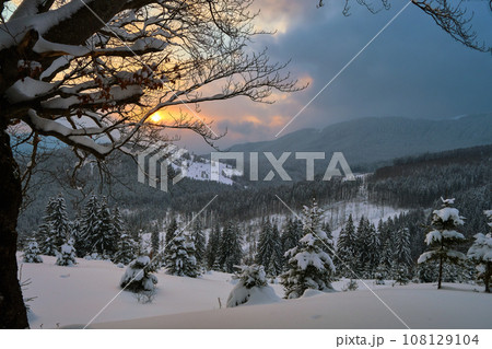 Moody winter landscape with dark bare tree on covered with fresh fallen snow field in wintry mountains on cold gloomy evening. 108129104