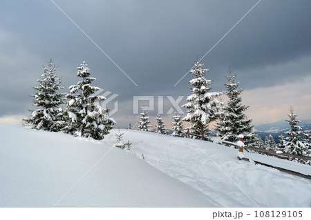 Moody landscape with pine trees covered with fresh fallen snow in winter mountain forest in cold gloomy evening. Moody landscape with pine trees covered with fresh fallen snow in winter mountain forest in cold gloomy evening. 108129105