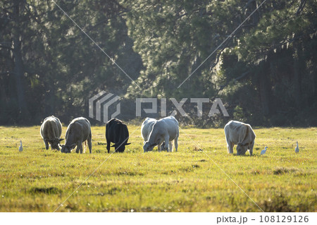 Milk cows grazing on green farm pasture on summer day. Feeding of cattle on farmland grassland 108129126