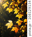 紅葉したカエデの葉 108129134