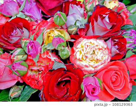 Roses Roses 108129363