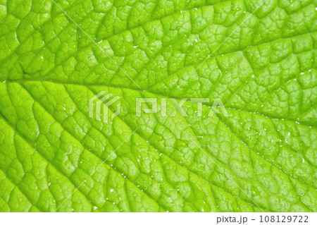 Leaf 108129722