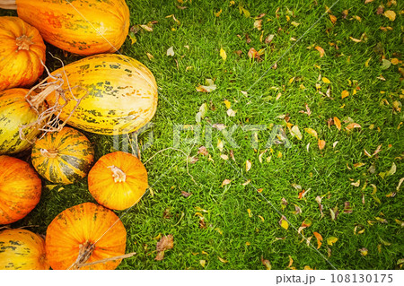 Ripe pumpkins on a background of grass with yellow fallen leaves. Halloween. Harvesting seasonal. 108130175