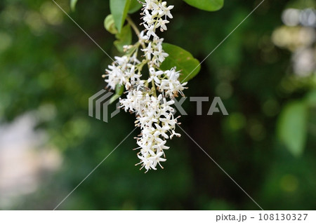 イボタノキの花 108130327