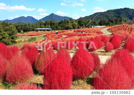 【香川県】秋の国営讃岐まんのう公園(紅葉したコキア) 【香川県】秋の国営讃岐まんのう公園(紅葉したコキア) 108130862