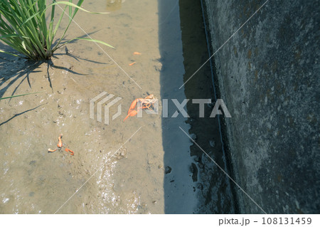 ザリガニの死体 ザリガニの死体 108131459