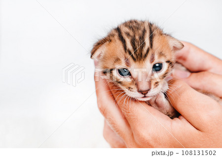 Cute bengal .Close-up. A kitten in the hands of a girl. Two week old small newborn bengal kitten on a white background. On the palms is a small cute kitten. 108131502