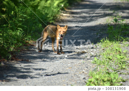 キタキツネと蛇 108131908