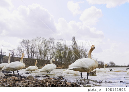 北海道の春に訪れるハクチョウ 北海道の春に訪れるハクチョウ 108131998