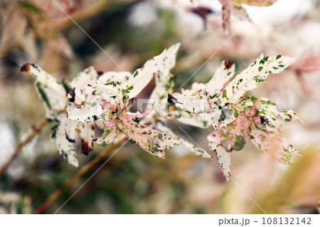 イヌコリヤナギ イヌコリヤナギ 108132142