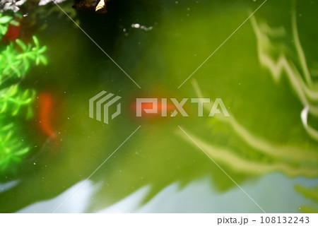 グリーンウォーターの中にいる金魚 108132243