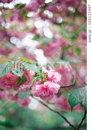 八重桜 108132497