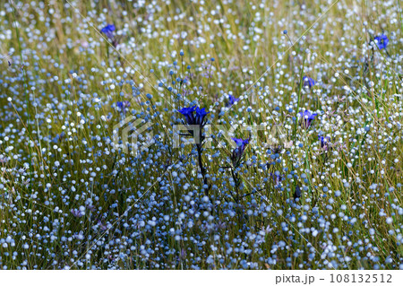 シラタマホシクサとホソバリンドウの花 シラタマホシクサとホソバリンドウの花 108132512