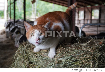 牧草ロールの上に座る猫 108132557