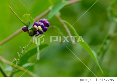 タデ科イシミカワの紫色の花被 108132795