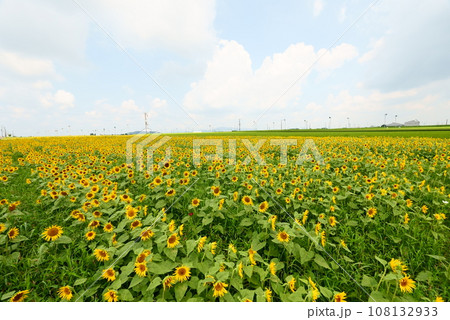 向日葵畑が広がる十三塚史跡公園 向日葵畑が広がる十三塚史跡公園 108132933