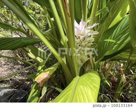 大きな葉に守られたウコンの花 大きな葉に守られたウコンの花 108133164