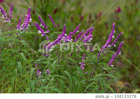 秋花壇　アメジストセージの花 108133278