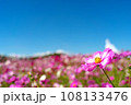 青空に映えるコスモス 108133476