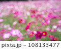 一面に咲き誇るコスモス畑のイメージ 108133477