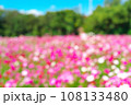 一面に咲き誇るコスモス畑のイメージ 108133480