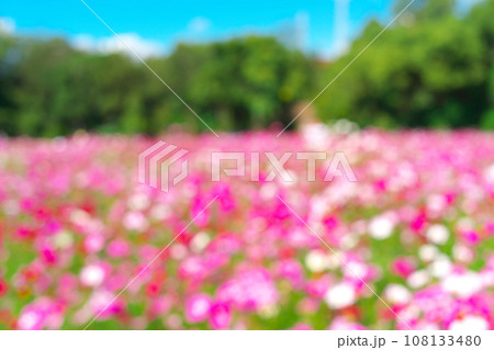 一面に咲き誇るコスモス畑のイメージ 108133480