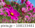 秋の青空に映えるピンクのコスモス 108133481