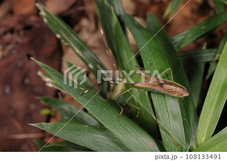 生き物　昆虫　オオクモヘリカメムシ、カメムシの中でも特に臭いらしい。青りんごの匂いと表現されることも 108133491