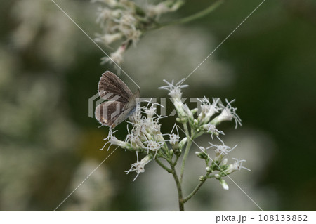 ヒヨドリバナ訪花昆虫シジミチョウ科ツバメシジミ♀ 108133862