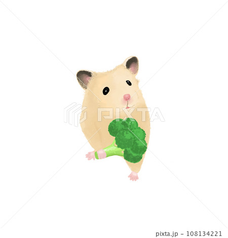 cute little hamster with Broccoli 108134221