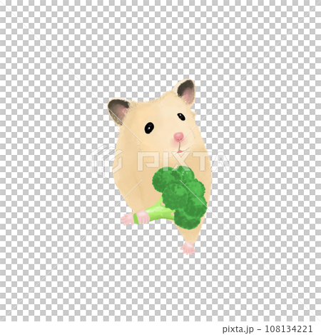 cute little hamster with Broccoli 108134221
