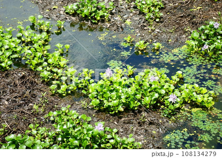 夏を迎えたホテイアオイ 108134279
