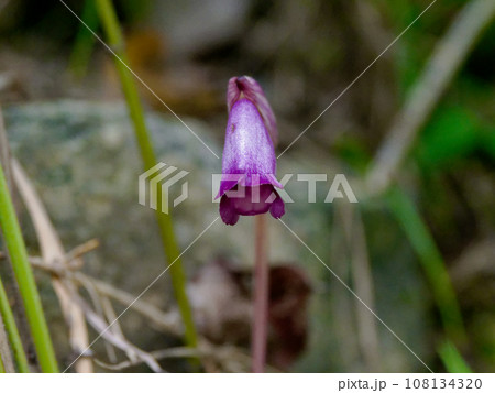 寄生植物ハマウツボ科ナンバンギセル 寄生植物ハマウツボ科ナンバンギセル 108134320