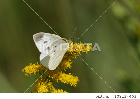 訪花昆虫シロチョウ科モンシロチョウ夏型♀ 108134403