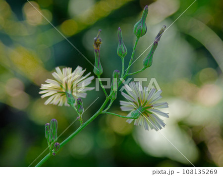 キク科アキノノゲシの花 108135269