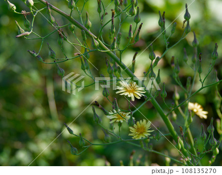 キク科アキノノゲシの花 キク科アキノノゲシの花 108135270