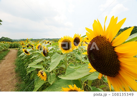 都市農業センターの向日葵の道 都市農業センターの向日葵の道 108135349