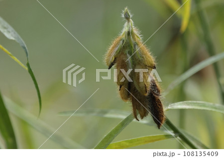 自然　植物　タヌキマメ、本州以南の日本各地に自生するマメ科植物 108135409