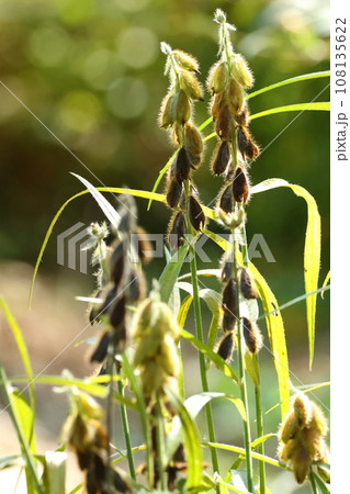 自然 植物 タヌキマメ、茎の高さは五十~七十センチ程。日当たりの良い空地や草原に自生します 自然 植物 タヌキマメ、茎の高さは五十~七十センチ程。日当たりの良い空地や草原に自生します 108135622