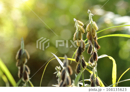 自然　植物　タヌキマメ、全体が褐色の毛に覆われています。特に萼の毛は茶褐色で密生、これガタヌキ？ 108135623