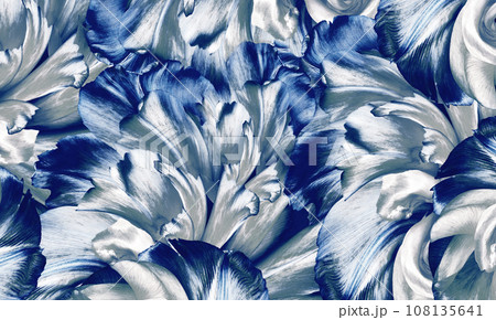 Flowers  blue  tulips Floral vintage background. Petals tulips. Close-up. Nature. 108135641