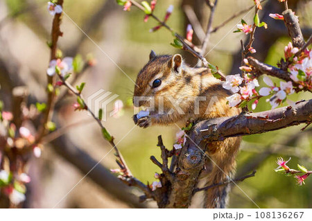 ウスラウメを食べているシマリス 108136267