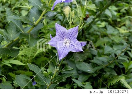 キキョウ02 Platycodon grandiflorus キキョウ02 Platycodon grandiflorus 108136272