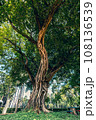 Huge tree, a big banyan tree with intertwined aerial roots (ficus benjamina). Big banyan tree in a park in Bangkok, Thailand. 108136539