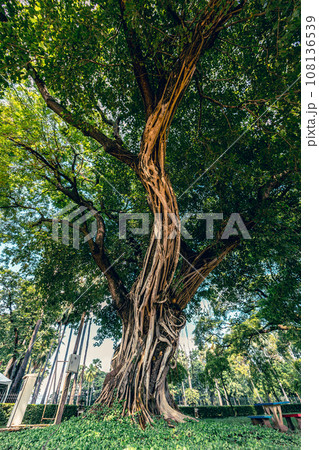 Huge tree, a big banyan tree with intertwined aerial roots (ficus benjamina). Big banyan tree in a park in Bangkok, Thailand. Huge tree, a big banyan tree with intertwined aerial roots (ficus benjamina). Big banyan tree in a park in Bangkok, Thailand. 108136539
