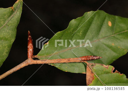 自然　植物　ブナ、十月。冬芽と黄葉前の葉、冬芽は細長で鋭い披針形、葉の側脈は十本ほど 108136585